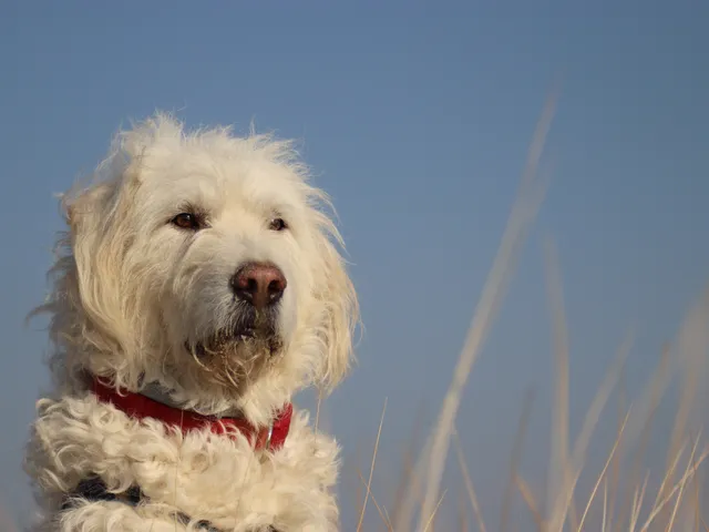 Bürohund Quincy